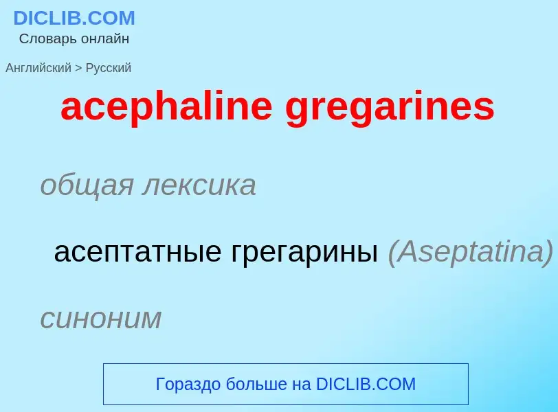 Как переводится acephaline gregarines на Русский язык