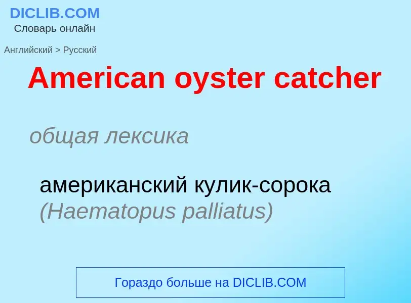 Vertaling van &#39American oyster catcher&#39 naar Russisch