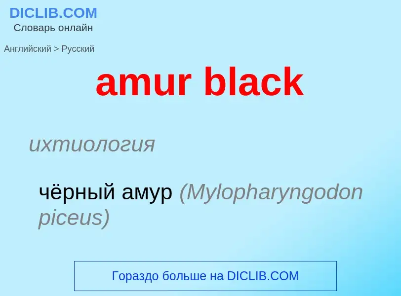 Как переводится amur black на Русский язык