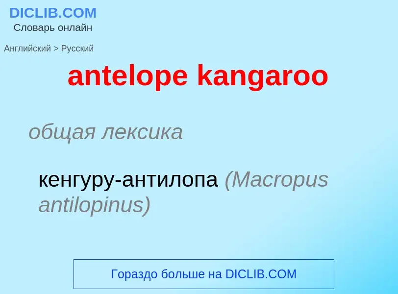 Как переводится antelope kangaroo на Русский язык