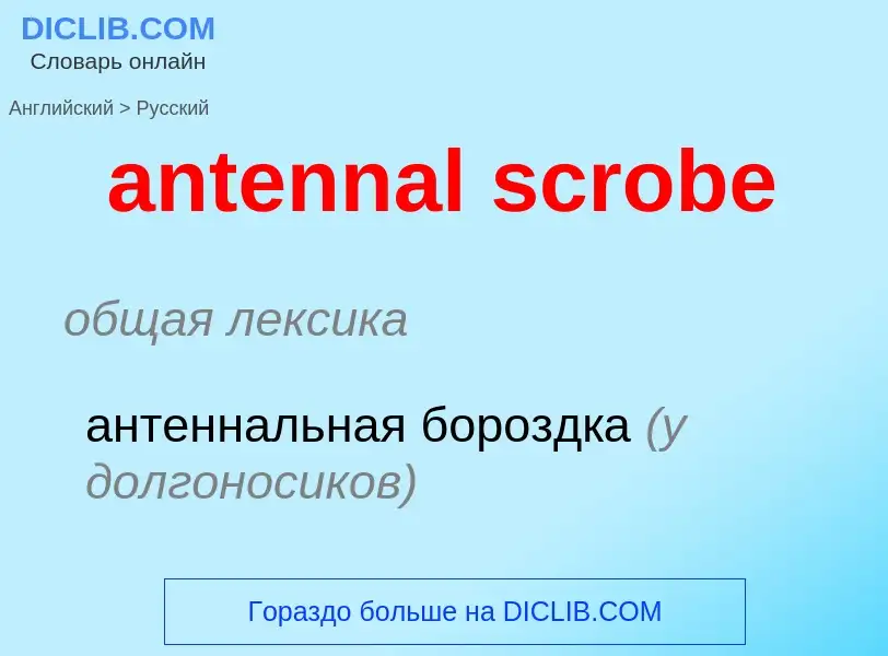 Как переводится antennal scrobe на Русский язык