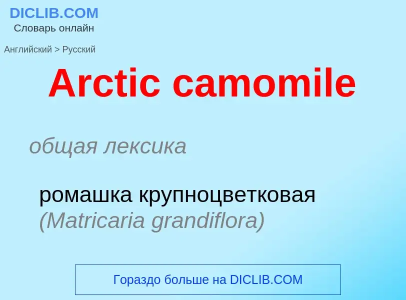 Vertaling van &#39Arctic camomile&#39 naar Russisch