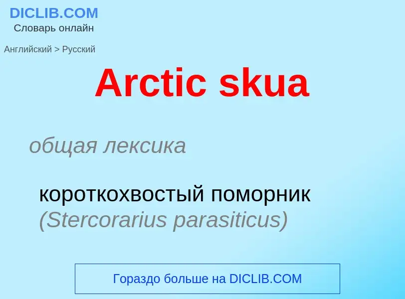 ¿Cómo se dice Arctic skua en Ruso? Traducción de &#39Arctic skua&#39 al Ruso