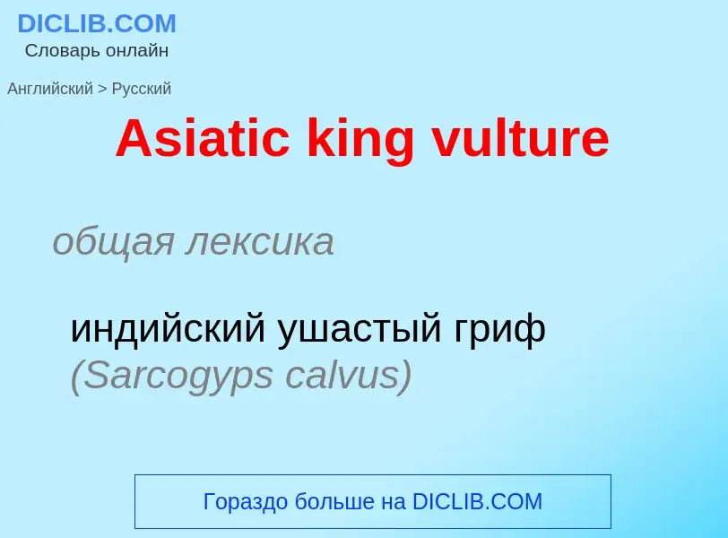 Как переводится Asiatic king vulture на Русский язык