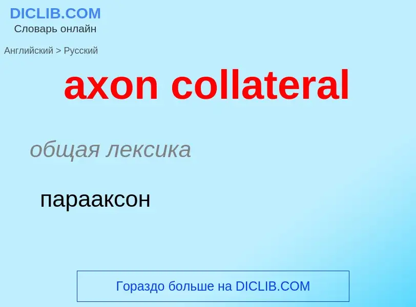 Как переводится axon collateral на Русский язык