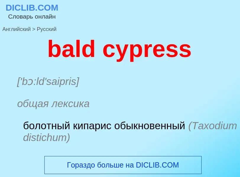 Как переводится bald cypress на Русский язык