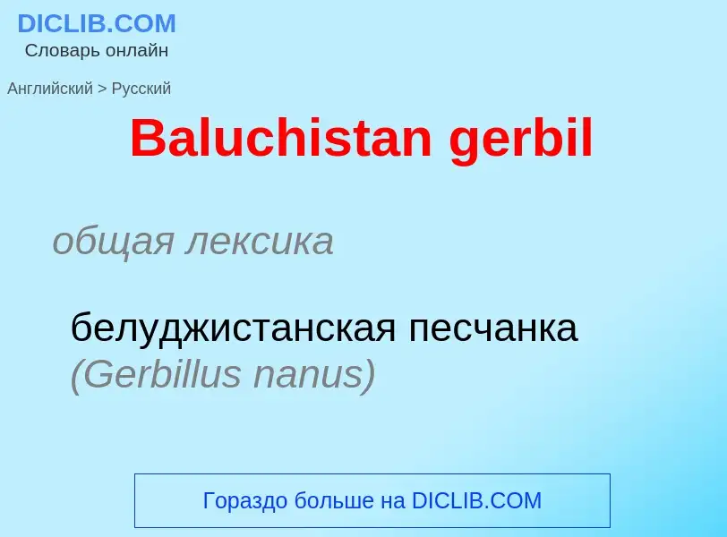 Vertaling van &#39Baluchistan gerbil&#39 naar Russisch