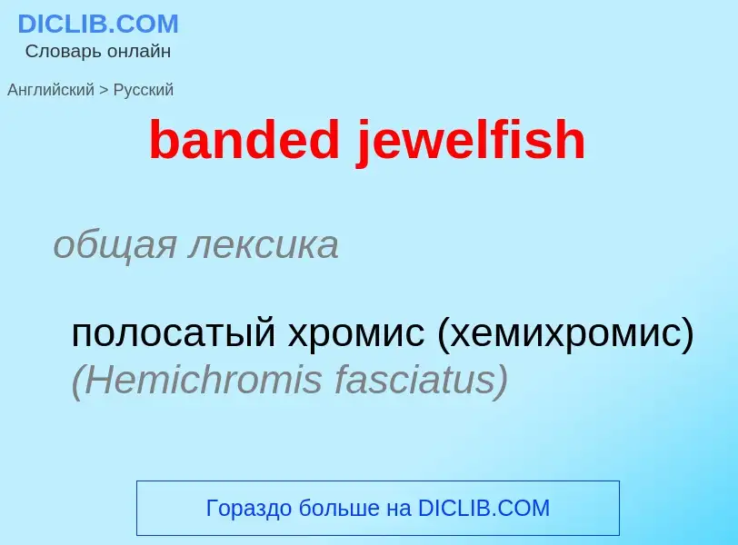 ¿Cómo se dice banded jewelfish en Ruso? Traducción de &#39banded jewelfish&#39 al Ruso