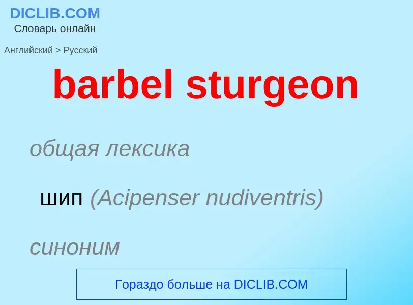 What is the Russian for barbel sturgeon? Translation of &#39barbel sturgeon&#39 to Russian