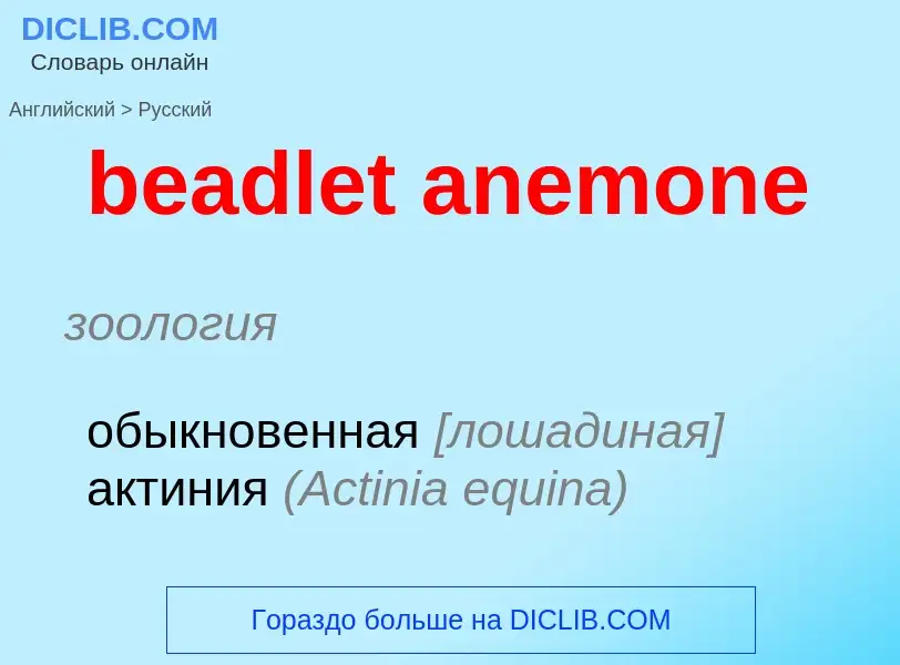 ¿Cómo se dice beadlet anemone en Ruso? Traducción de &#39beadlet anemone&#39 al Ruso