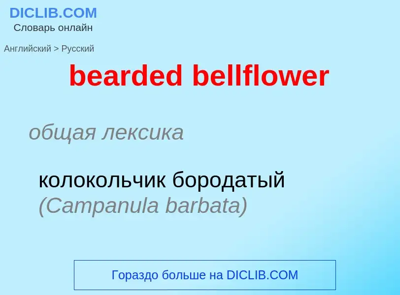 Como se diz bearded bellflower em Russo? Tradução de &#39bearded bellflower&#39 em Russo