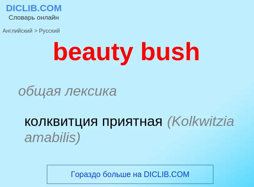 Как переводится beauty bush на Русский язык