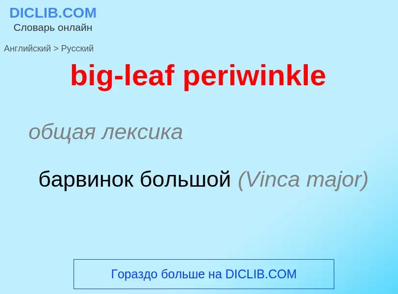 Übersetzung von &#39big-leaf periwinkle&#39 in Russisch