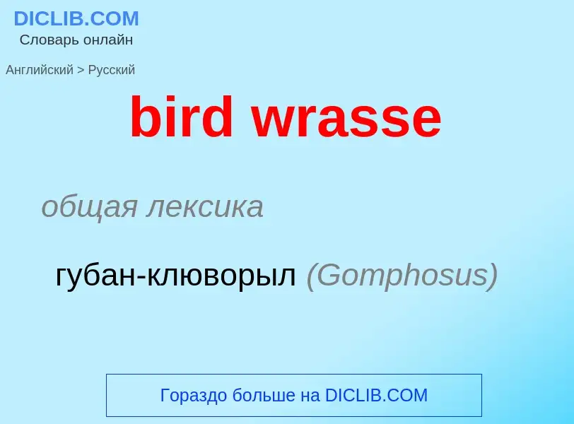 What is the الروسية for bird wrasse? Translation of &#39bird wrasse&#39 to الروسية