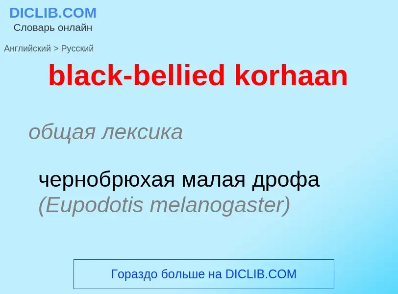 Как переводится black-bellied korhaan на Русский язык