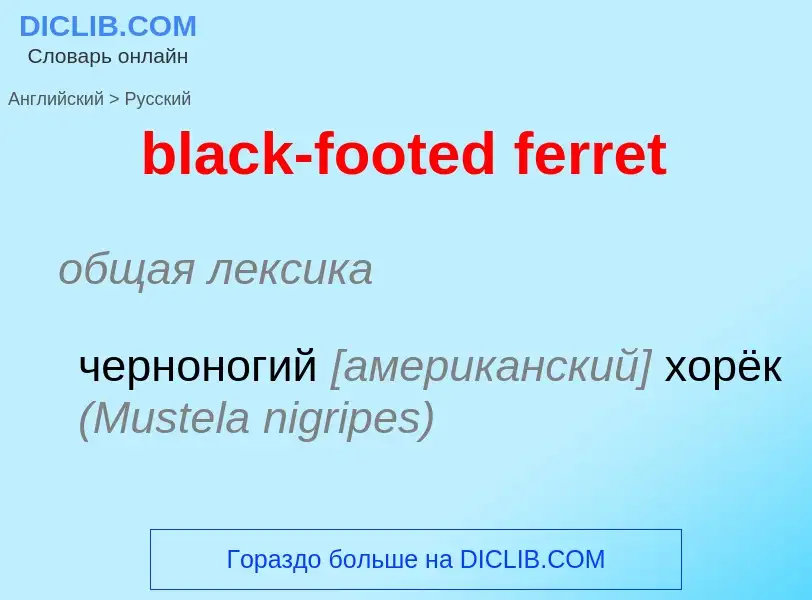 What is the Russian for black-footed ferret? Translation of &#39black-footed ferret&#39 to Russian