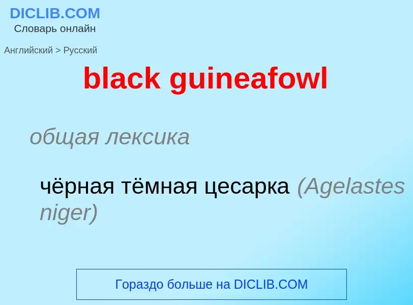 Vertaling van &#39black guineafowl&#39 naar Russisch