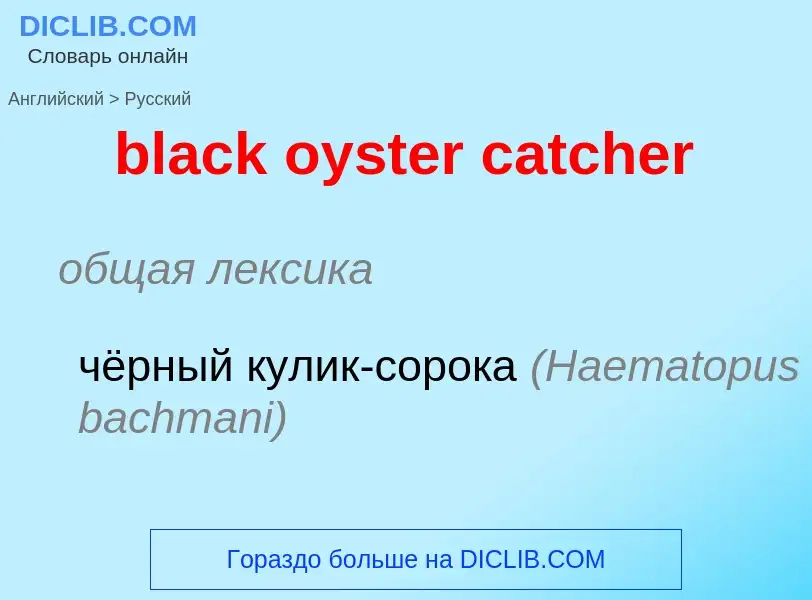 Vertaling van &#39black oyster catcher&#39 naar Russisch