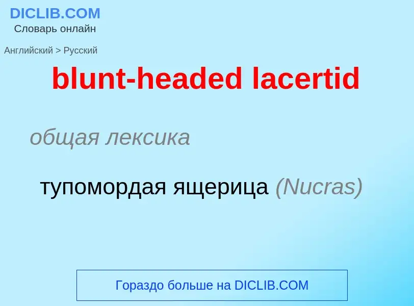 Как переводится blunt-headed lacertid на Русский язык