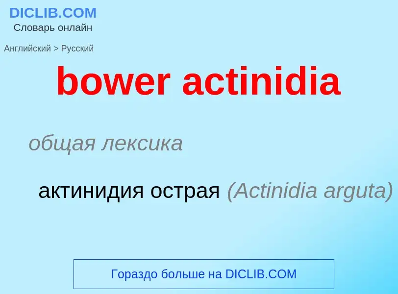 What is the الروسية for bower actinidia? Translation of &#39bower actinidia&#39 to الروسية