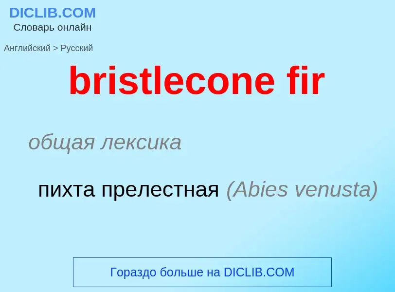 Μετάφραση του &#39bristlecone fir&#39 σε Ρωσικά