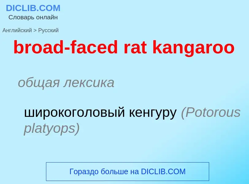 Как переводится broad-faced rat kangaroo на Русский язык