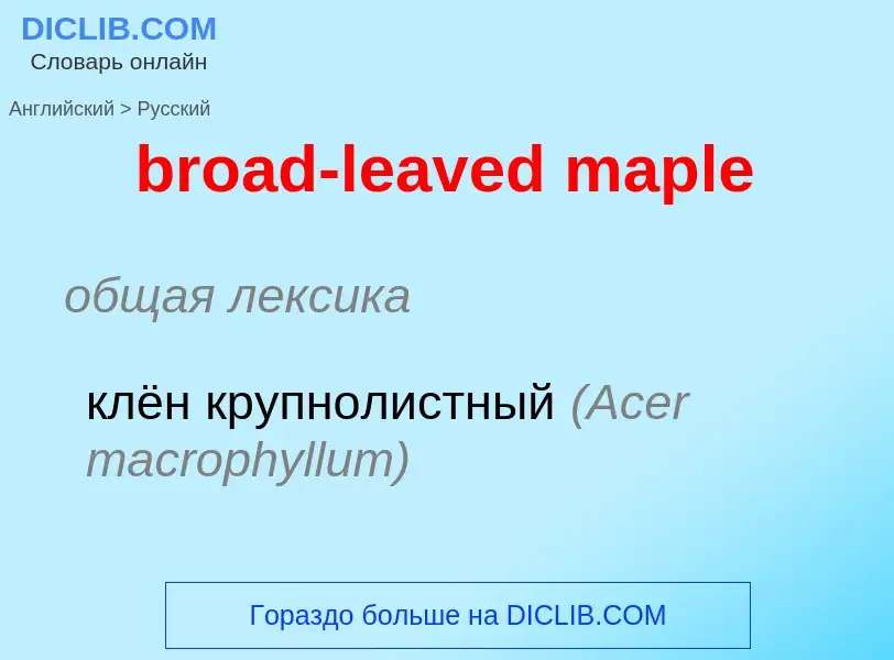 Как переводится broad-leaved maple на Русский язык