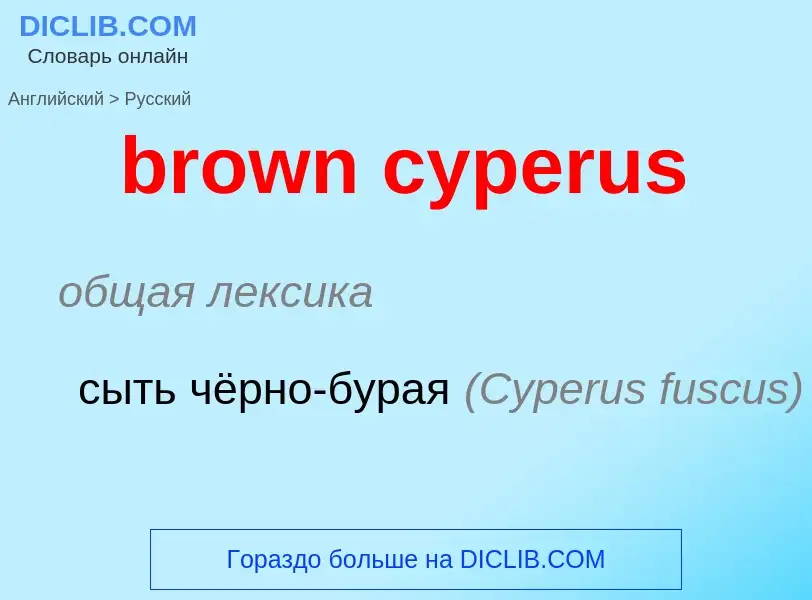 Как переводится brown cyperus на Русский язык