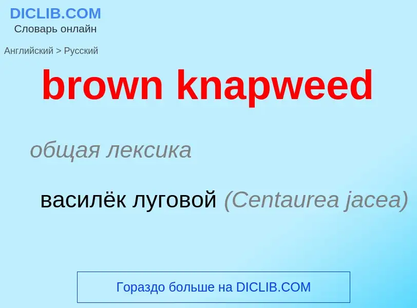 Как переводится brown knapweed на Русский язык