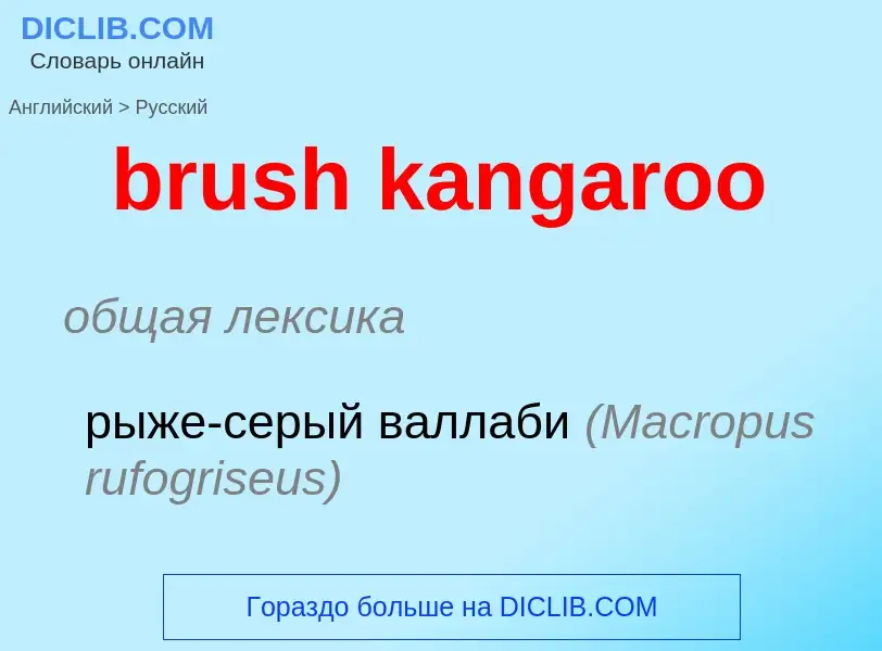 Как переводится brush kangaroo на Русский язык