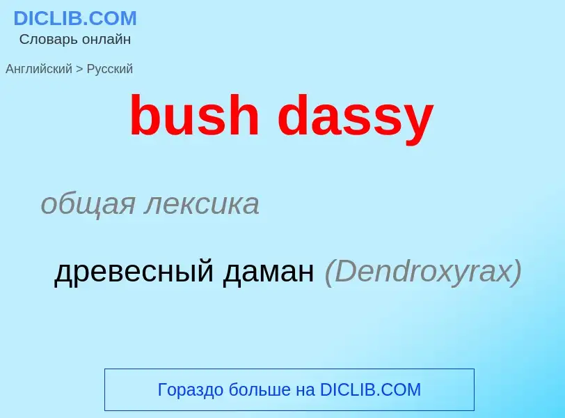 Как переводится bush dassy на Русский язык