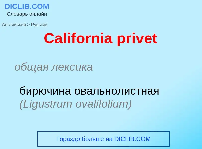 ¿Cómo se dice California privet en Ruso? Traducción de &#39California privet&#39 al Ruso