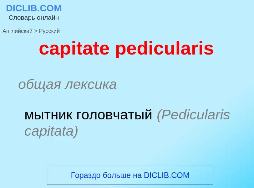 ¿Cómo se dice capitate pedicularis en Ruso? Traducción de &#39capitate pedicularis&#39 al Ruso