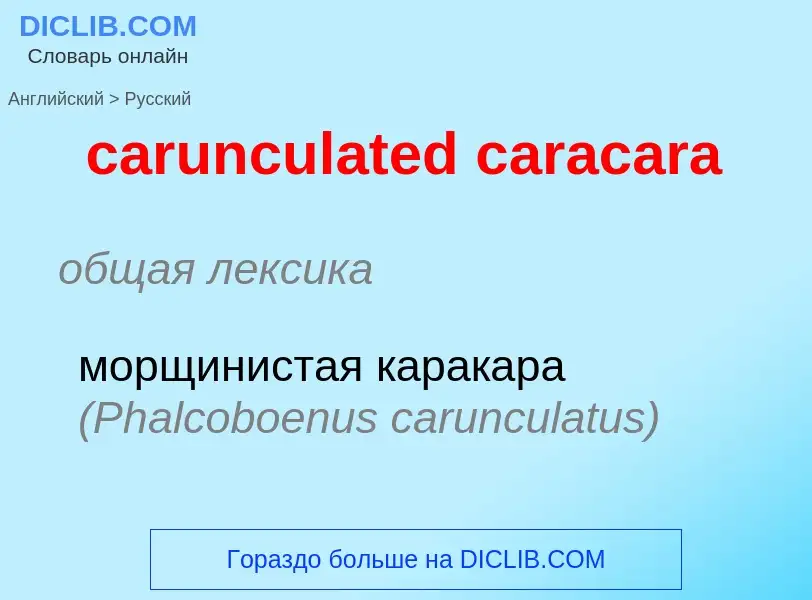 Как переводится carunculated caracara на Русский язык