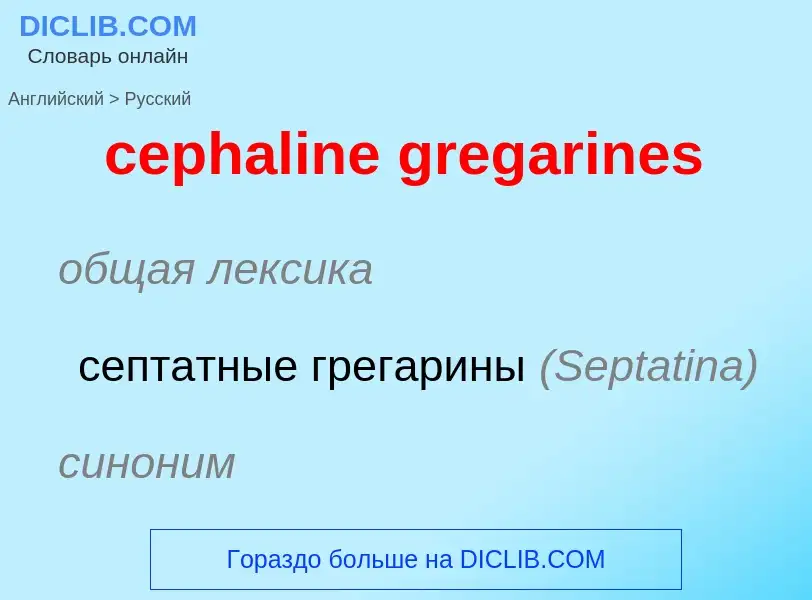 Как переводится cephaline gregarines на Русский язык