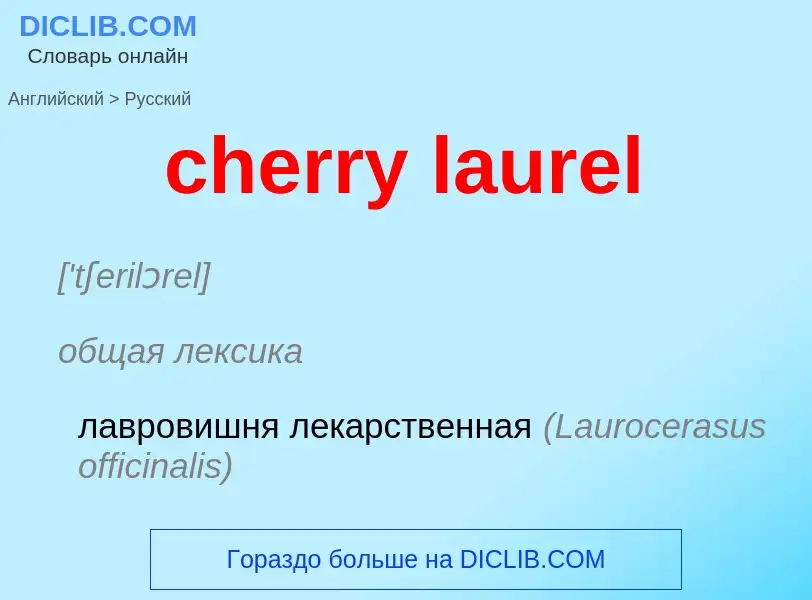 Como se diz cherry laurel em Russo? Tradução de &#39cherry laurel&#39 em Russo