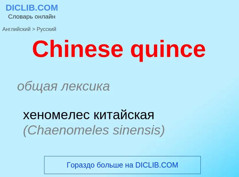 Como se diz Chinese quince em Russo? Tradução de &#39Chinese quince&#39 em Russo