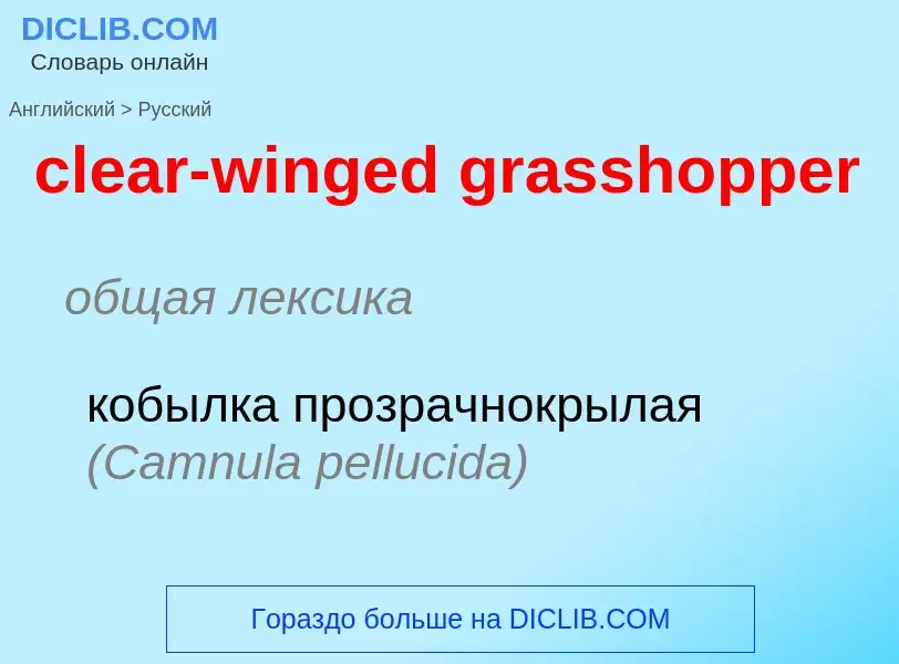 Как переводится clear-winged grasshopper на Русский язык