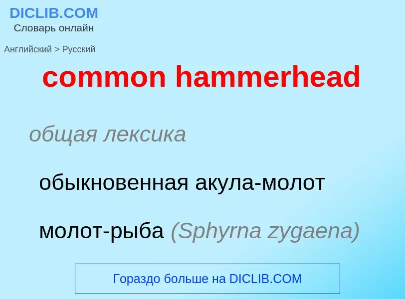 Как переводится common hammerhead на Русский язык