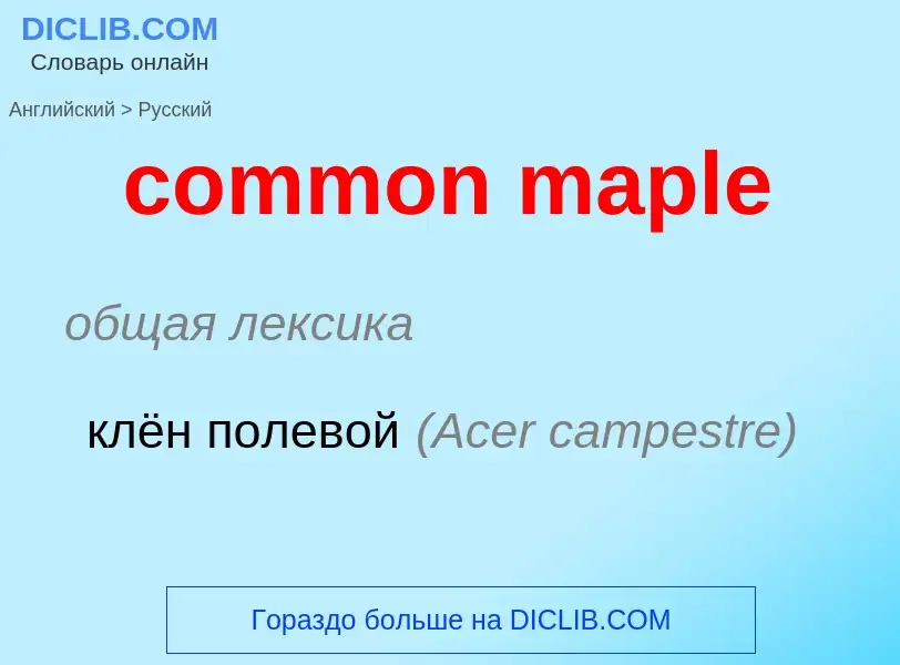 ¿Cómo se dice common maple en Ruso? Traducción de &#39common maple&#39 al Ruso