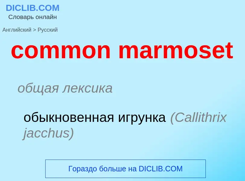 Как переводится common marmoset на Русский язык