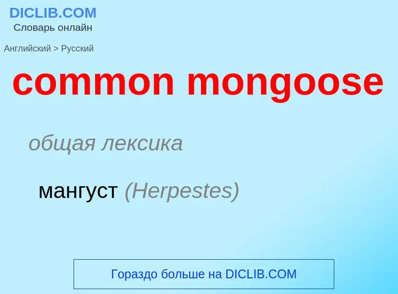 ¿Cómo se dice common mongoose en Ruso? Traducción de &#39common mongoose&#39 al Ruso