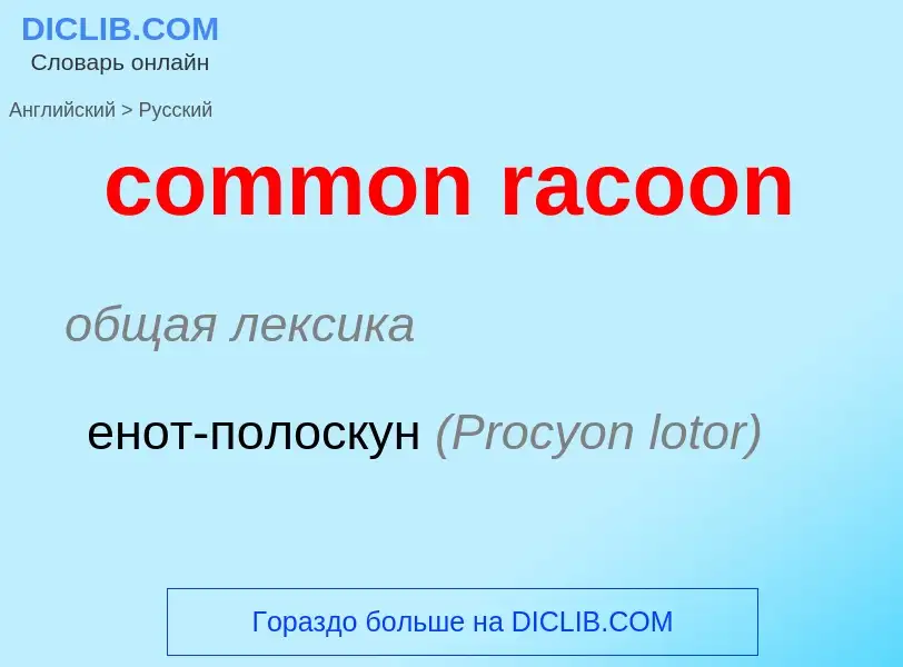 Como se diz common racoon em Russo? Tradução de &#39common racoon&#39 em Russo