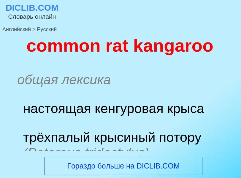 Как переводится common rat kangaroo на Русский язык