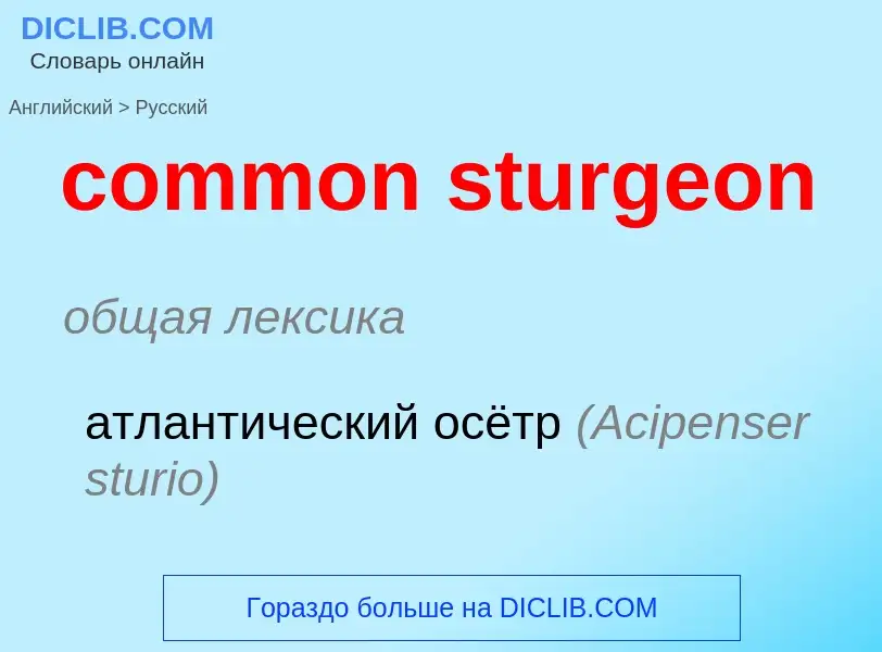 Как переводится common sturgeon на Русский язык