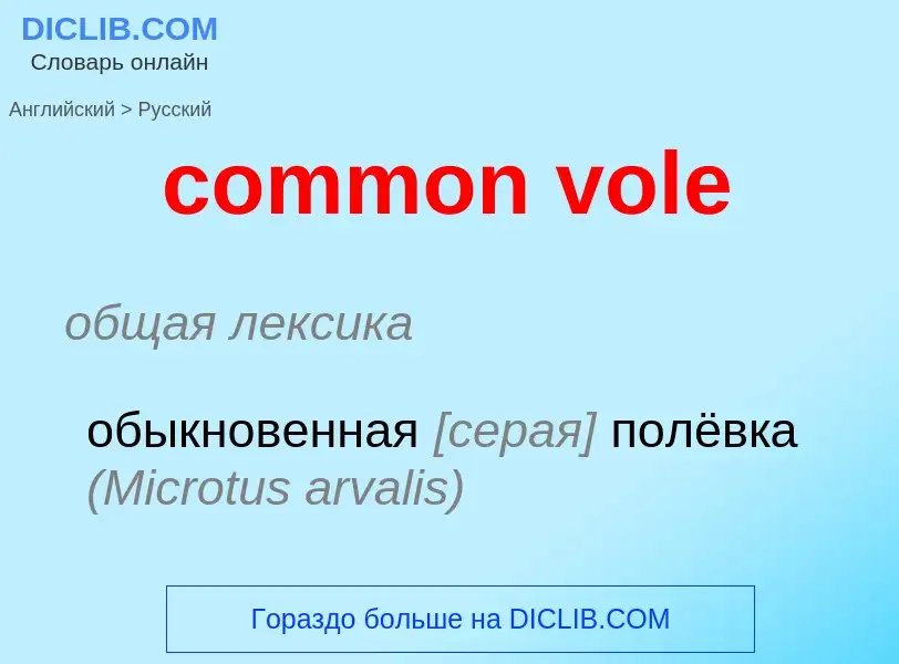 ¿Cómo se dice common vole en Ruso? Traducción de &#39common vole&#39 al Ruso