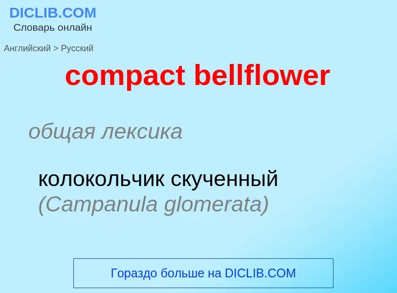 Vertaling van &#39compact bellflower&#39 naar Russisch