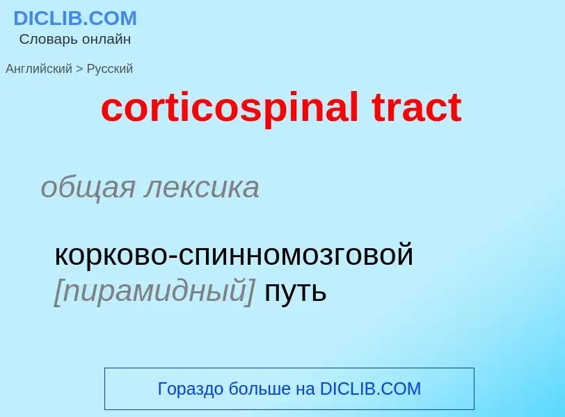 Как переводится corticospinal tract на Русский язык