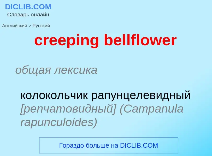 Vertaling van &#39creeping bellflower&#39 naar Russisch