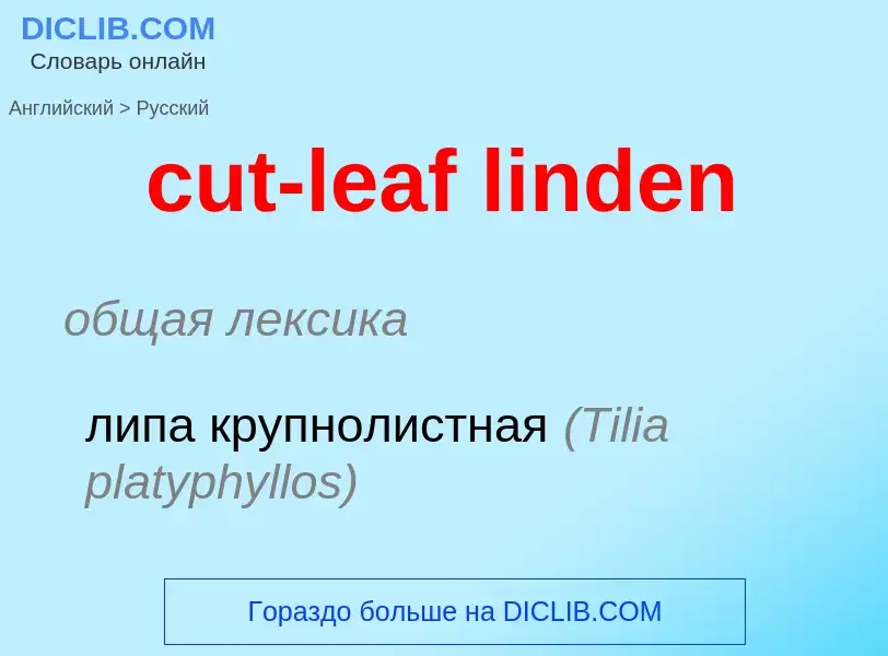 Как переводится cut-leaf linden на Русский язык